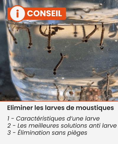 larves de moustique